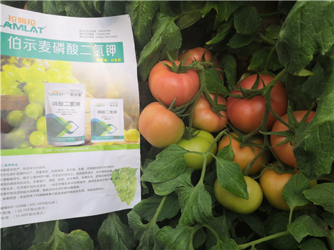 葉面肥，磷酸二氫鉀，鈣肥