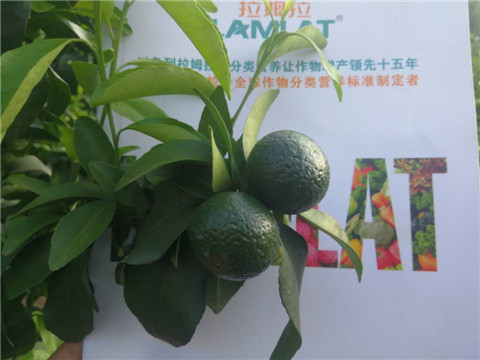 菌劑，水溶肥，
