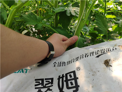 菌劑，拉姆拉