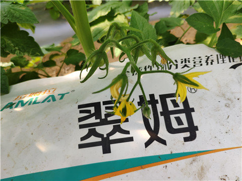 菌劑，拉姆拉