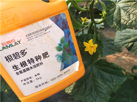 拉姆拉，根碧多，微生物菌劑