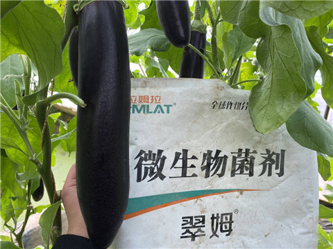 微生物菌劑，拉姆拉