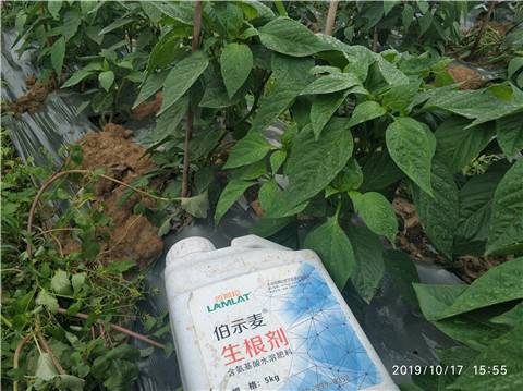 生根劑，伯示麥