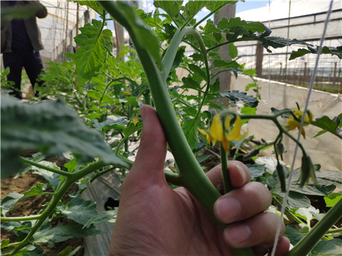 微生物菌劑 ，拉姆拉翠姆