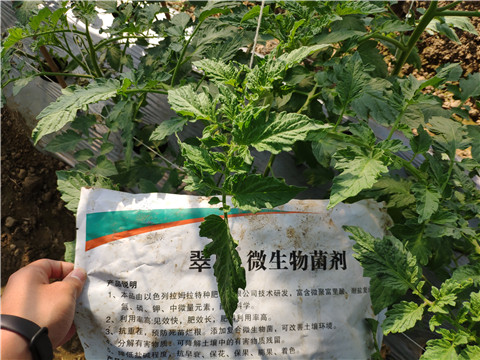 微生物菌劑 ，拉姆拉翠姆