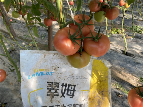 水溶肥，拉姆拉 