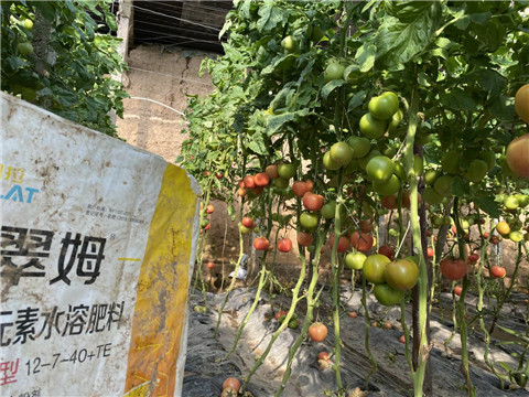菌劑，水溶肥