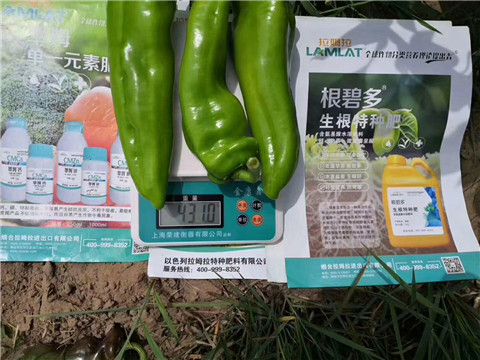 根碧多，拉姆拉