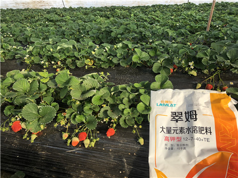 水溶肥，葉面肥，根碧多