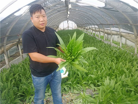水溶肥，生根劑