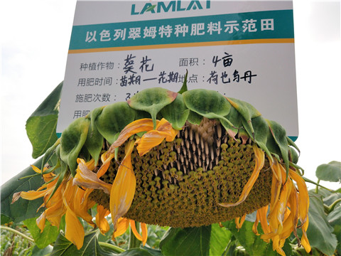 微生物菌劑，根碧多