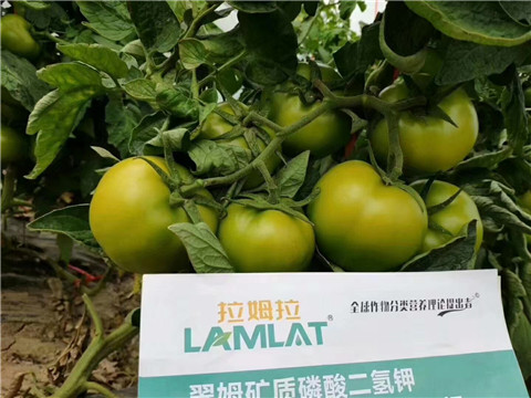 磷酸二氫鉀，鈣肥，水溶肥