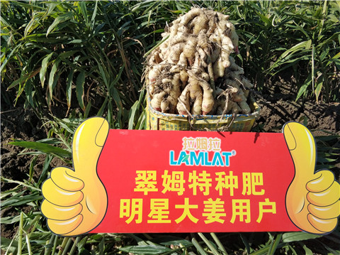 微生物菌劑，拉姆拉