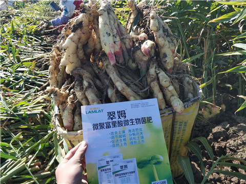 微生物菌劑，拉姆拉