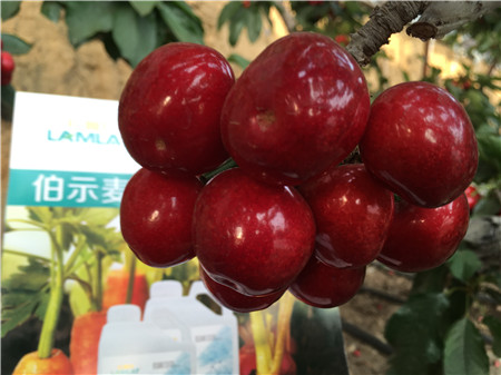 生根劑，微生物菌劑，拉姆拉，伯示麥