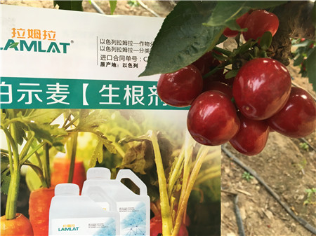 生根劑，微生物菌劑，拉姆拉，伯示麥