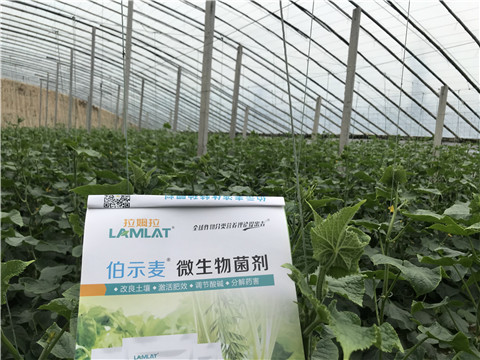微生物菌劑，生根劑，拉姆拉