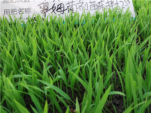 微生物菌劑，拉姆拉