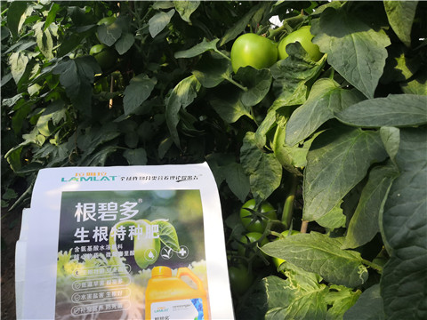 根碧多，拉姆拉