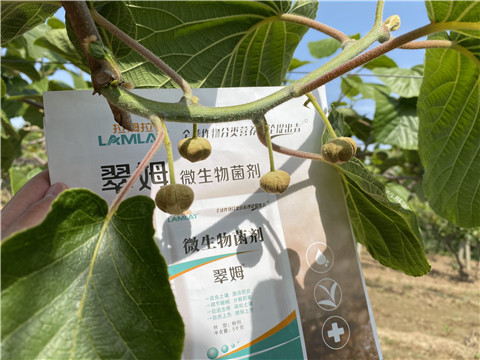 微生物菌劑，拉姆拉