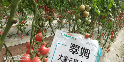 水溶肥，翠姆，拉姆拉