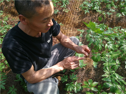 微生物菌劑，翠姆，拉姆拉