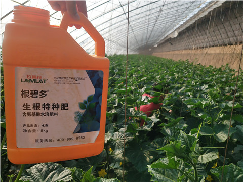 根碧多，拉姆拉