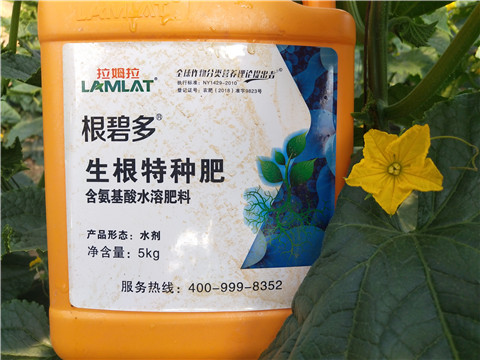根碧多，拉姆拉