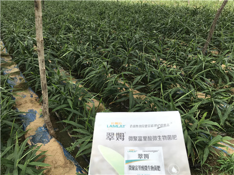 微生物菌劑，翠姆，拉姆拉