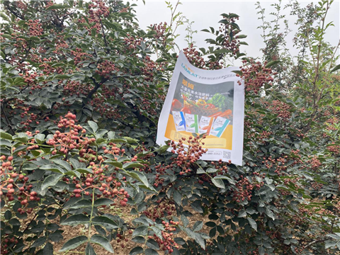 花椒種植，大量元素水溶肥，翠姆