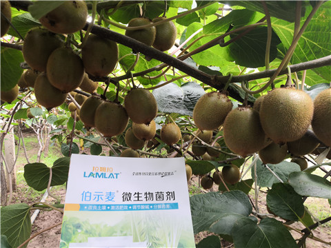 微生物菌劑，生根劑，伯示麥，拉姆拉