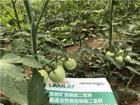 磷酸二氫鉀，拉姆拉，翠姆