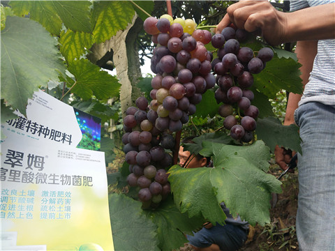 微生物菌劑，拉姆拉，翠姆