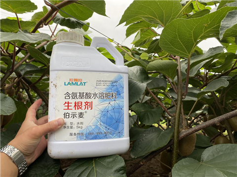 水溶肥，生根劑，微生物菌劑，伯示麥，拉姆拉