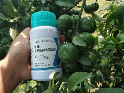 葉面肥，拉姆拉，翠姆