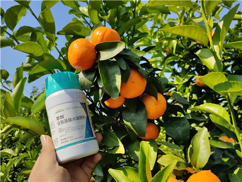 葉面肥，拉姆拉，翠姆