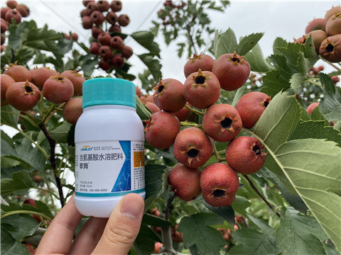 葉面肥，拉姆拉，翠姆