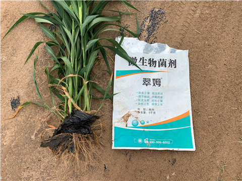 微生物菌劑，拉姆拉，翠姆