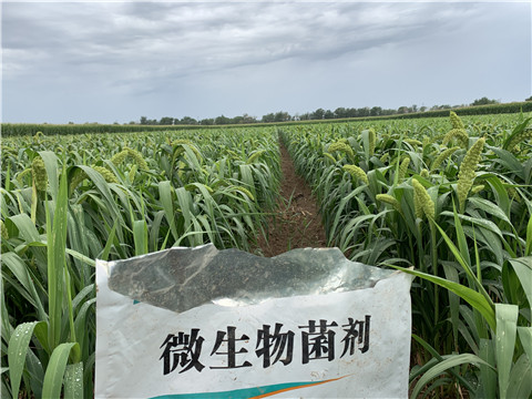 微生物菌劑，拉姆拉，翠姆