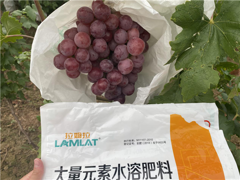 大量元素水溶肥，拉姆拉，翠姆