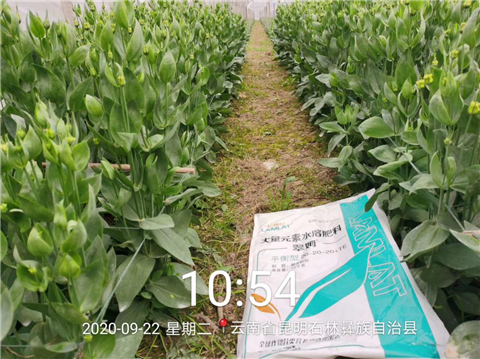 大量元素水溶肥，拉姆拉，翠姆