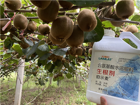 進口水溶肥，拉姆拉，伯示麥