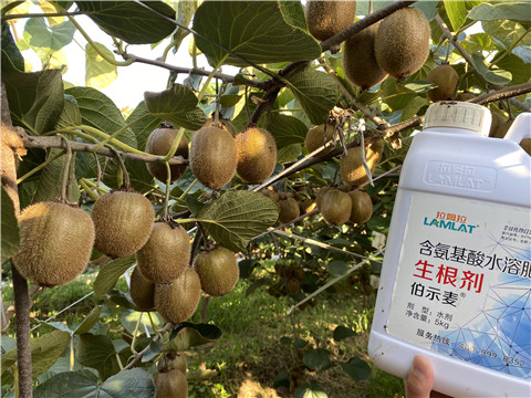 進口水溶肥，拉姆拉，伯示麥