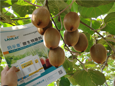 進口水溶肥，拉姆拉，伯示麥