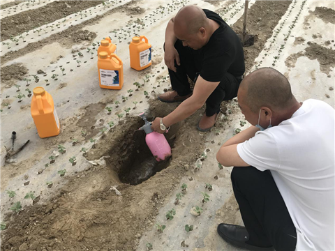 棉花，水溶肥，拉姆拉，翠姆