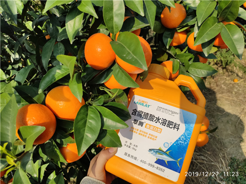 水溶肥，拉姆拉，翠姆