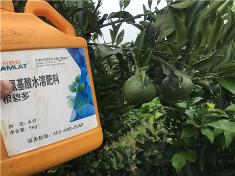 水溶肥，拉姆拉，翠姆
