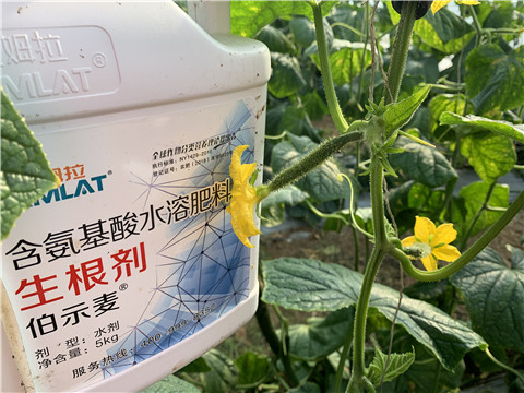 水溶肥，拉姆拉，伯示麥