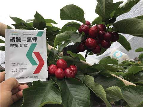 水溶肥，拉姆拉，翠姆