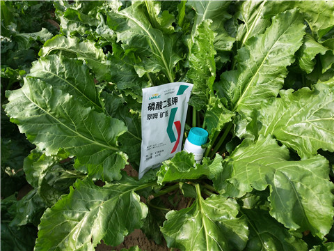 水溶肥，拉姆拉，翠姆
